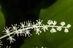 False Solomon's-seal